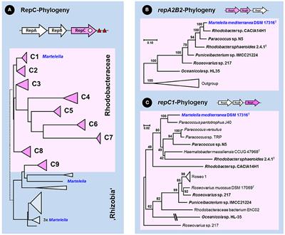 The Composite 259-kb Plasmid of Martelella mediterranea DSM 17316T–A Natural Replicon with Functional RepABC Modules from Rhodobacteraceae and Rhizobiaceae